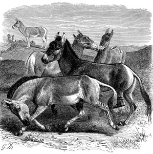 Tibetischer Wildesel oder Kiang, 1893