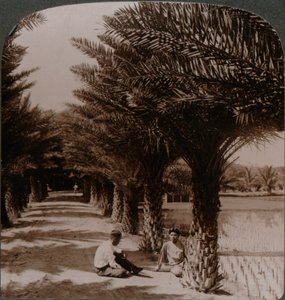Tropische Schönheit einer Allee von Dattelpalmen, Moanalua bei Honolulu, H. Is., um 1900 von Unbekannt