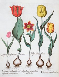 Tulpen, 1613 von Unbekannt