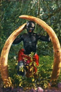Stoßzähne eines afrikanischen Elefanten, ca. 1928