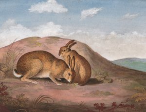 Zwei Hasen: Auf einem Hügel