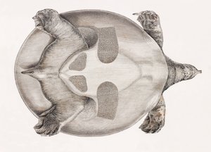 Ansicht von unten einer Schildkröte von Unbekannt