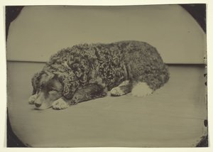 Ohne Titel Hund