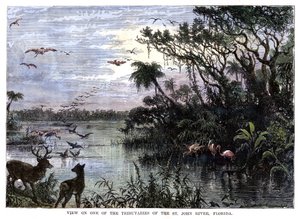 Blick auf einen der Nebenflüsse des St. John River, Florida, 19. Jahrhundert