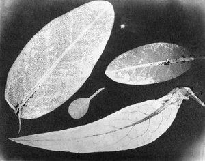 Wasserfixiertes Foto Vier Blätter, Sommer 1839 von Unbekannt