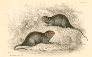 Wasserratte Arvicola terrestris, auch bekannt als schwarze Wasserratte, 1828 von Unbekannt