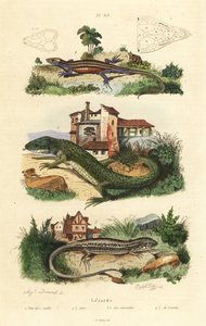 Westliche Smaragdeidechse, Mauereidechse und Waldeidechse von Unbekannt