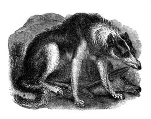 Wolfshund, 1848 von Unbekannt