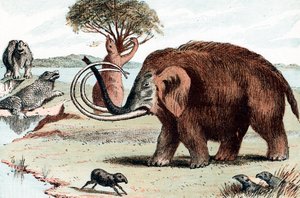Wollmammut Mammuthus, 1892