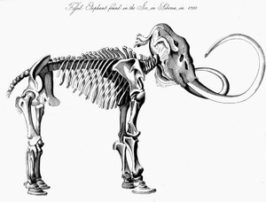 Wollmammut Mammuthus Skelett, 1830