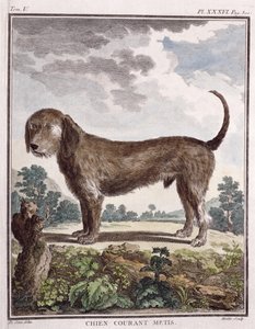 Mischlingshund (kolorierter Druck) von Unbekannt Unbekannt