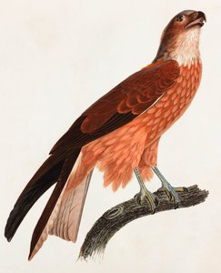 Eine Farbabbildung eines braunen Vogels