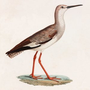 Eine Farbabbildung eines Vogels