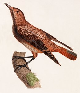 Farbillustration eines Vogels
