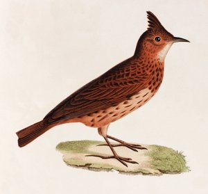 Eine Farbabbildung eines Vogels von Unbekannt
