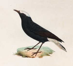 Eine Farbabbildung eines schwarzen Vogels mit weißem Schwanz von Unbekannt