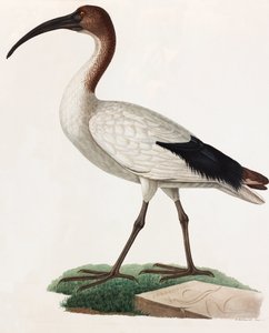 Farbillustration eines langnasigen Vogels