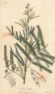 Acacia a cachou oder cachoutier (Acacia catechu) - Illustration aus „Medical Botanical, Description of the Medicinal Plants of London, Edinburgh and Dublin“ von John Stephenson und James Morss Churchill von Unbekannter Künstler