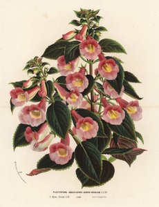 Achimenantha x naegelioides, rosa und goldene Sorte. Plectopoma naegelioides aureo-roseum. Handkolorierte Lithographie aus Louis van Houtte und Charles Lemaires Flore des Serres et des Jardins de l