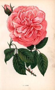Adam-Rose, Sorte der Teerose, gezüchtet von Monsieur Adam aus Reims im Jahr 1838. Chromolithographie gezeichnet und lithographiert nach der Natur von F. Grobon aus Hippolyte Jamain und Eugene Forneys Les Roses