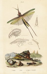 Afrikanische Heuschrecke und Turbanschnecke von Unbekannter Künstler