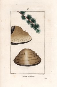 Agaric du meleze - Gravur von Gautier nach einer Zeichnung von Ernestine Panckoucke (1784-1860), aus „La flore medicale, de Chaumeton, Poiret et Chamberet“, Paris 1830 - Weißer Nachtpilz, Tricholoma album, und Zweig seines Lärchenbaumes von Unbekannter Künstler