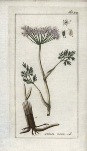 Bergkümmel (Meum athamanticum). Lithographie aus „Afbeelding der Artseny-Gewassen“ von Johannes Zorn (1739-1799), Niederlande von Unbekannter Künstler