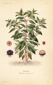 Amerikanische Kermesbeere, Phytolacca americana