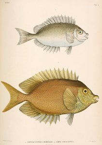 Amphacanthus dorsalis, Amphacanthus corallinus, Indonesien