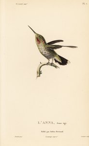 Annas Kolibri, Calypte anna (Ornismya anna), Jungtier. Handkolorierter Stahlstich von Coutant nach einer Illustration von Jean-Gabriel Pretre aus Rene Primevere Lessons Natural History of the Colibri Genus of Hummingbirds.