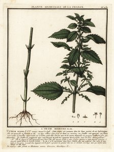 Einjährige Brennnessel, Urtica urens von Unbekannter Künstler