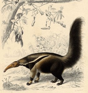 Ameisenbär (Myrmecophaga jubata)