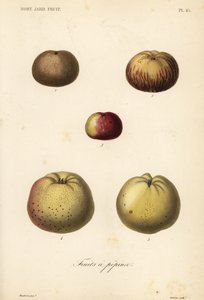 Apfelsorten, Malus pumila