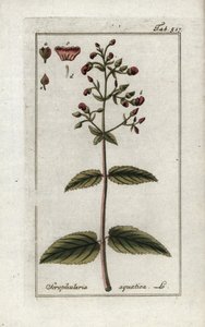Wasser-Braunwurz (Scrophularia aquatica). Lithographie aus „Afbeelding der Artseny-Gewassen“ von Johannes Zorn (1739-1799), Niederlande von Unbekannter Künstler