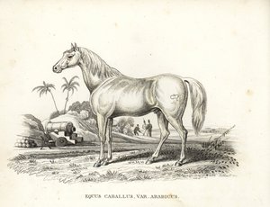 Arabisches oder Araberpferd, Equus caballus var. arabicus. Mit Napoleons Brandzeichen auf der Flanke und französischen Soldaten und Kanonen in einer nordafrikanischen Schlachtszene. Handkolorierte Lithographie aus Georg Friedrich Treitschke