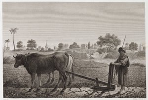 Ackerbau, Pflügen Pflügen mit Ochsen, Ägypten, ca. 1798 von Unbekannt