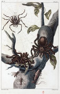 Vogelspinnen und Taranteln aus Surinam