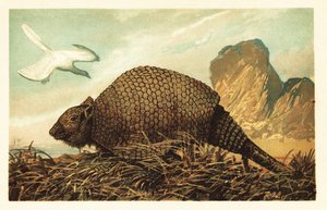 Archaeopteryx lithographica und Panochthus tuberculatus. 1908 (Lithografie)