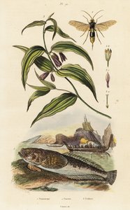 Atlantischer Sternengucker, Holzwespe und Chinesische Feenglöckchen