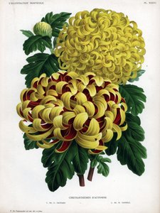 Herbst-Chrysanthemen-Hybriden: M. C. Orchard hat große gelbe Blüten und M. H. Cannell hat große gelbe Blüten von Unbekannter Künstler