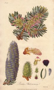 Balsam-Tanne (Abies balsamea) - Illustration aus „Medical Botanical, Description of the Medicinal Plants of London, Edinburgh and Dublin“ von John Stephenson und James Morss Churchill