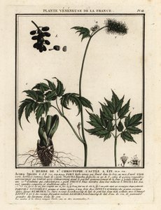 Christophskraut, Actaea spicata