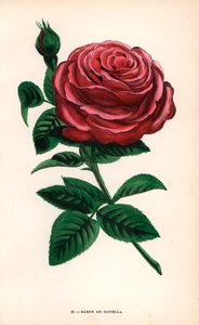 Baron de Gonella Rose, Sorte der Ile-Bourbon-Rose, gezüchtet von Monsieur Guillot Sr. in Lyon im Jahr 1859. Chromolithographie gezeichnet und lithographiert nach der Natur von F. Grobon aus Hippolyte Jamain und Eugene Forneys Les Roses