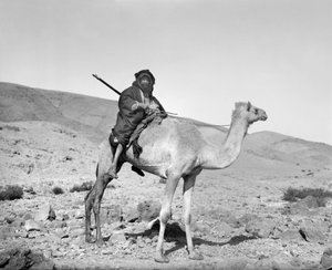 Beduine reitet auf einem Kamel, ca. 1936 (s/w Foto)