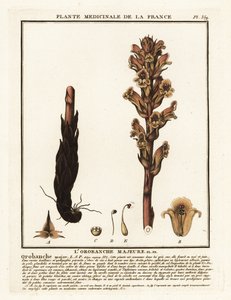 Klebrige Sommerwurz