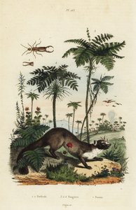 Steinmarder, Martes foina 7, Ohrwurm, Forficula auricularia 1,2, und verschiedene Farnarten, Filices species 3-6 von Unbekannt