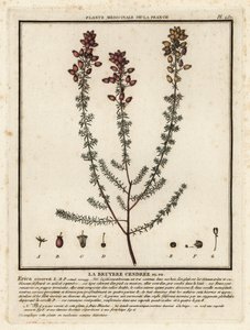 Glockenheide, Erica cinerea von Unbekannter Künstler