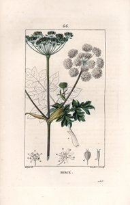 Berce ou charavie - Gravur von Lambert fils, nach einer Zeichnung von Pierre Jean Francois Turpin (1775-1840), aus „La flore medicale, de Chaumeton, Poiret et Chamberet“, Paris 1830 - Wiesen-Bärenklau, Heracleum sphondylium von Unbekannter Künstler