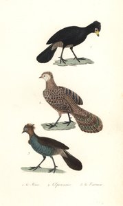 Schwarzer Hokko, Grauer Pfaufasan und Chachalaca