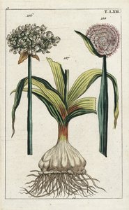 Schwarzer Knoblauch (Allium nigrum 186) und Zwiebel, Allium cepa, Zwiebel 187 und Blume 188. Handkolorierter Kupferstich einer botanischen Illustration aus G. T. Wilhelms „Unterhaltungen aus der Naturgeschichte“ (Enzyklopädie der Naturgeschichte) von Unbekannter Künstler